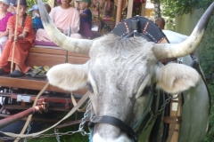 KODAK Digital Still Camera