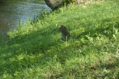 KODAK Digital Still Camera