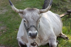 KODAK Digital Still Camera