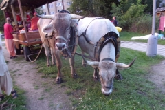 KODAK Digital Still Camera